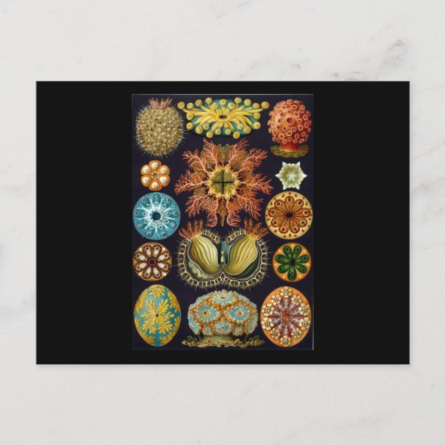 Postal Ernst Haeckel Ascidiae (Anverso)