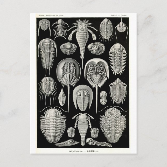 Postal Ernst Haeckel Aspidonia (Anverso)