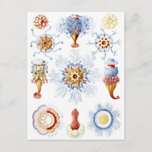 Postal Ernst Haeckel Colorful Siphonophorae 2