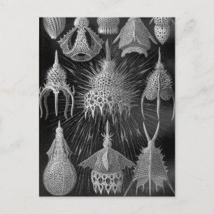 Postal Ernst Haeckel Cyrtoidea
