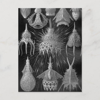 Postal Ernst Haeckel Cyrtoidea
