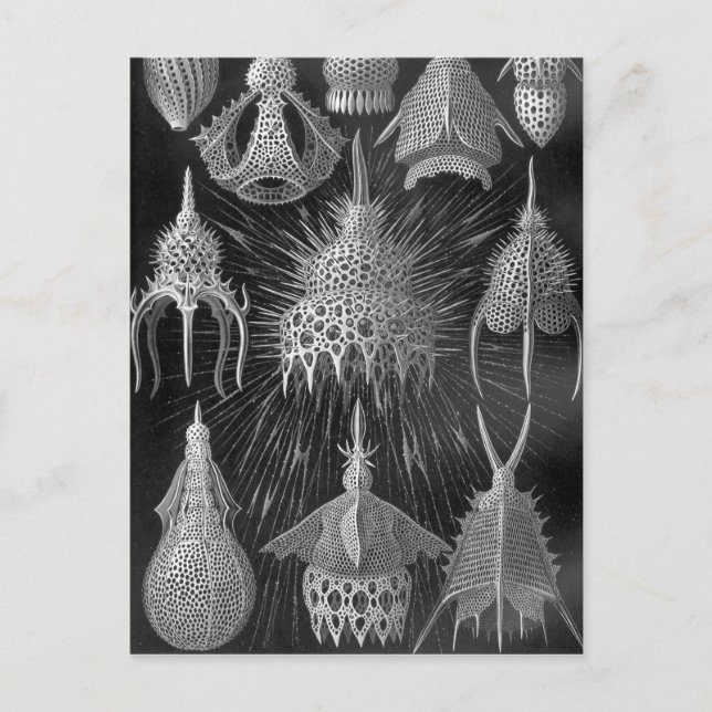 Postal Ernst Haeckel Cyrtoidea (Anverso)
