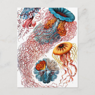 Postal Ernst Haeckel Discomedusae Jellyfish