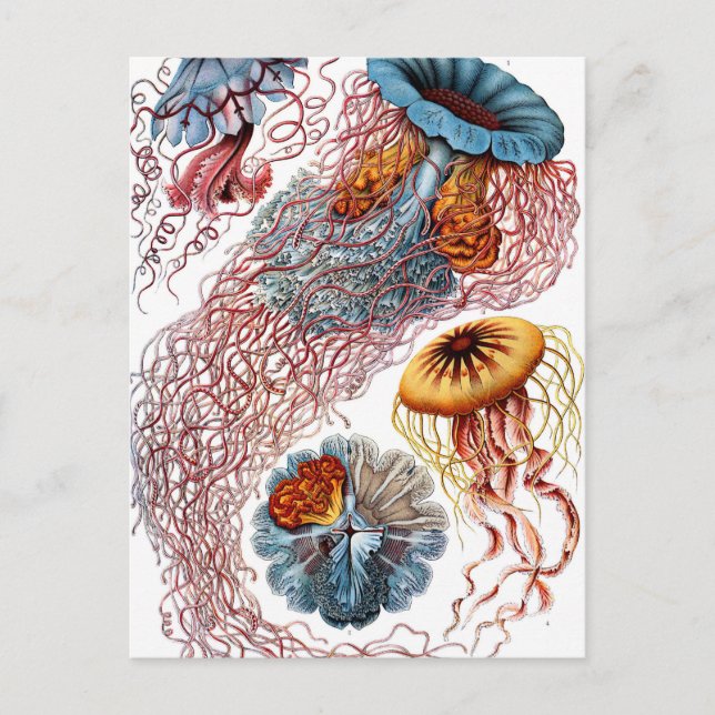Postal Ernst Haeckel Discomedusae Jellyfish (Anverso)