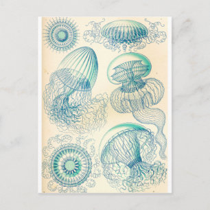 Postal Ernst Haeckel el Leptomedusa el Thecate