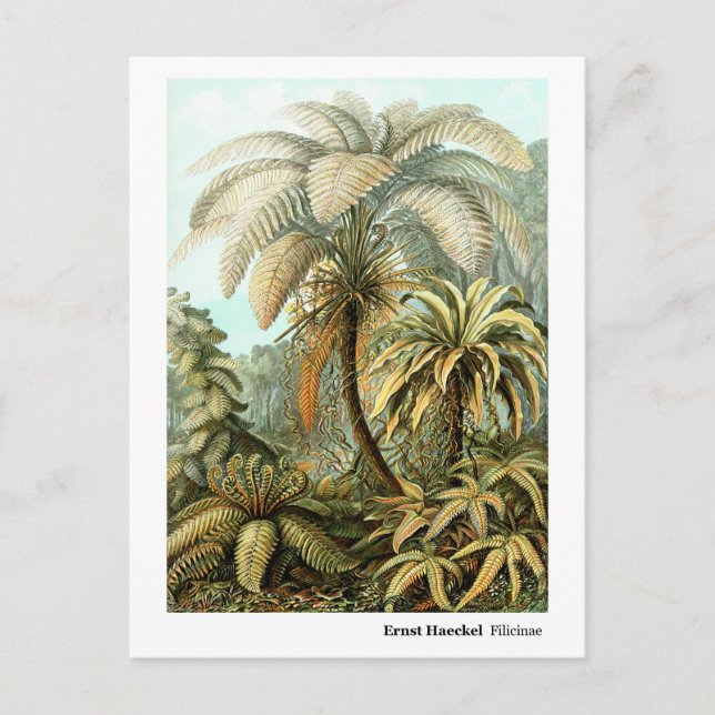 Postal Ernst Haeckel Filicinae (Anverso)
