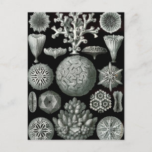 Postal Ernst Haeckel Hexacorallia Coral