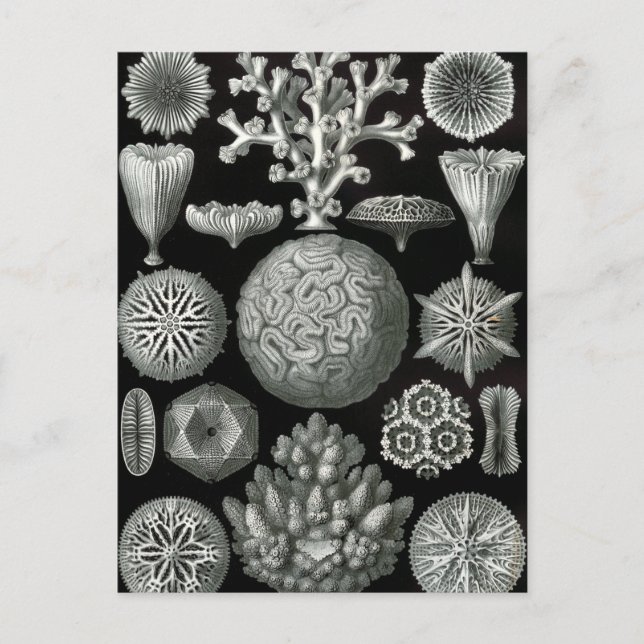 Postal Ernst Haeckel Hexacorallia Coral (Anverso)