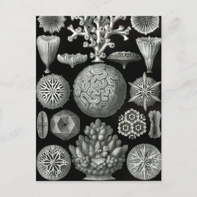 Postal Ernst Haeckel Hexacorallia Coral (Anverso)