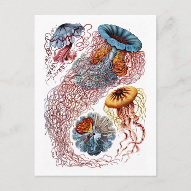 Postal Ernst Haeckel Jellyfish D. annasethe (Anverso)