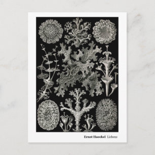 Postal Ernst Haeckel Lichens