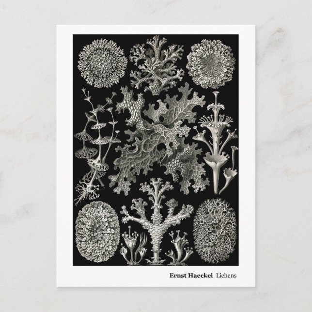 Postal Ernst Haeckel Lichens (Anverso)