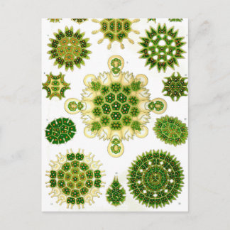 Postal Ernst Haeckel Melethallia