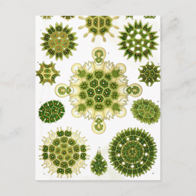 Postal Ernst Haeckel Melethallia (Anverso)