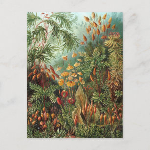 Postal Ernst Haeckel - Muscinae