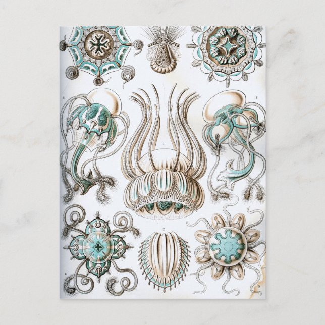 Postal ¡Ernst Haeckel Narcomedusae medusas! (Anverso)