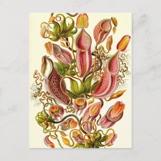 Postal Ernst Haeckel - Nepenthaceae (Anverso)