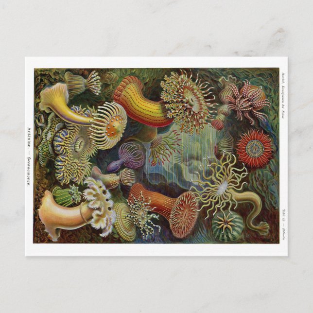 Postal Ernst Haeckel Sea Anemones (Anverso)