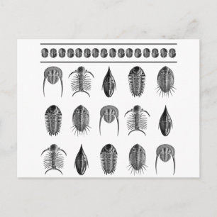 Postal Ernst Haeckel Trilobite Pattern - grande