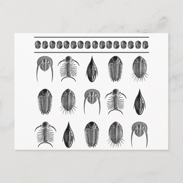 Postal Ernst Haeckel Trilobite Pattern - grande (Anverso)