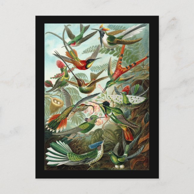 Postal Ernst Haeckel Trochilidae (Anverso)