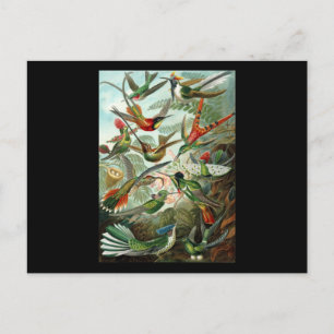 Postal Ernst Haeckel Trochilidae