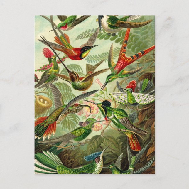 Postal Ernst Haeckel Trochilidae Hummingbird (Anverso)