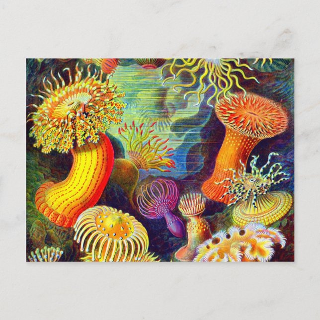 Postal Ernst Haeckel's Sea Anemones (Anverso)