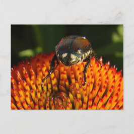 Postal Error al cerrar la flor