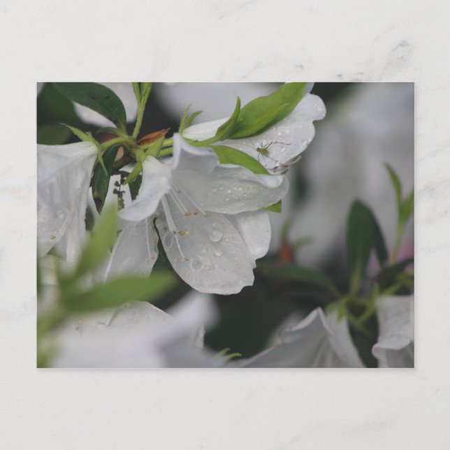 Postal Error en Azalea (Anverso)