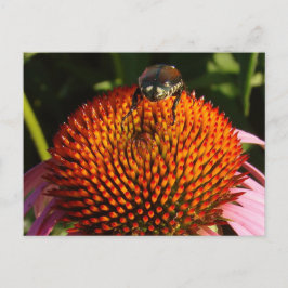 Postal Error en la flor