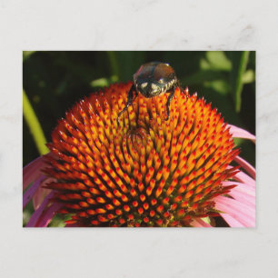 Postal Error en la flor