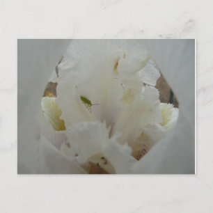 Postal Error único en una flor de iris