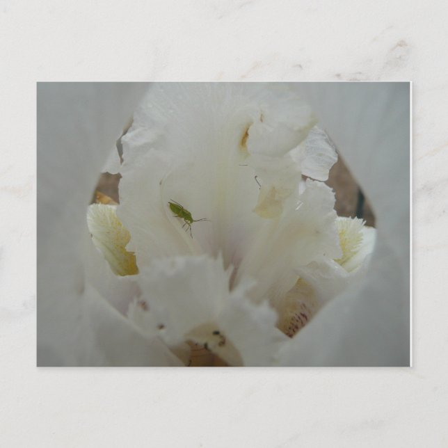 Postal Error único en una flor de iris (Anverso)