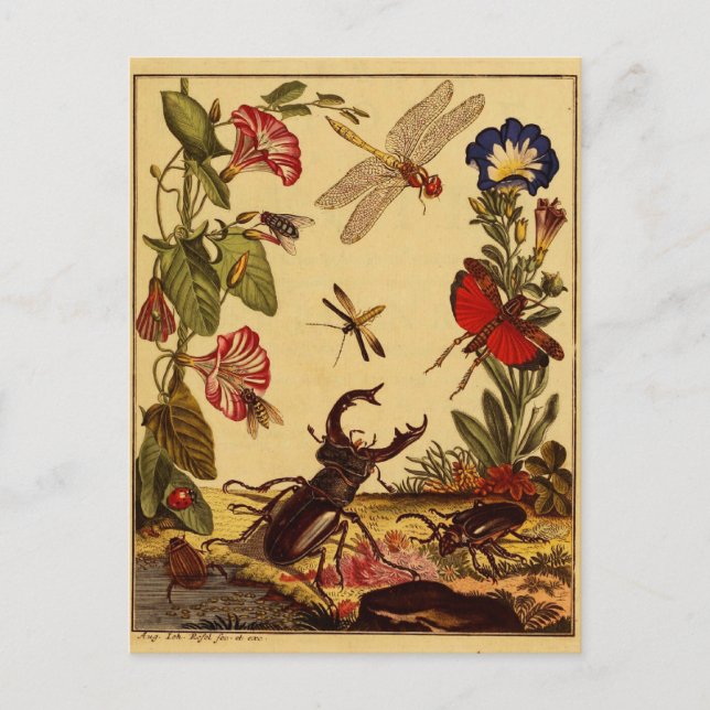 Postal Errores 1764 (Anverso)