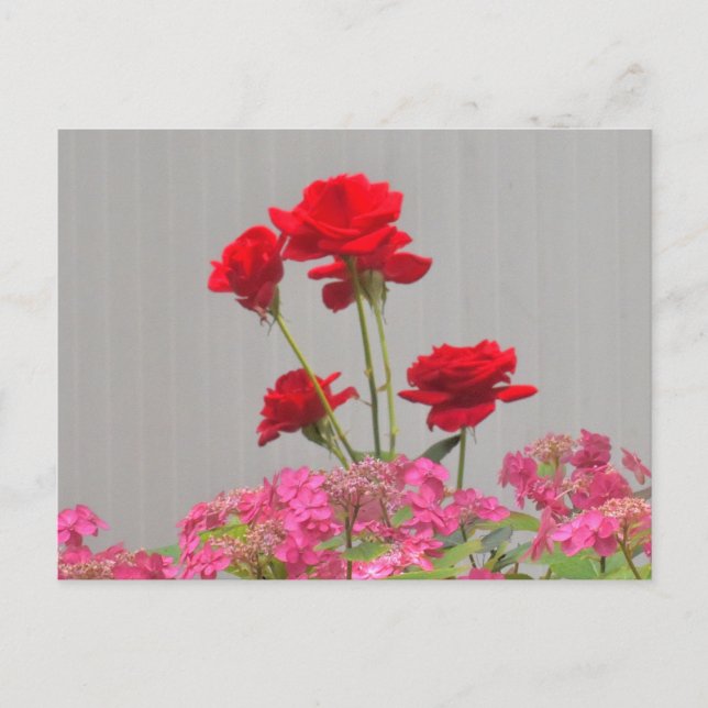 Postal Erupción De Cables Rosas De Los Tapones De Hidrang (Anverso)