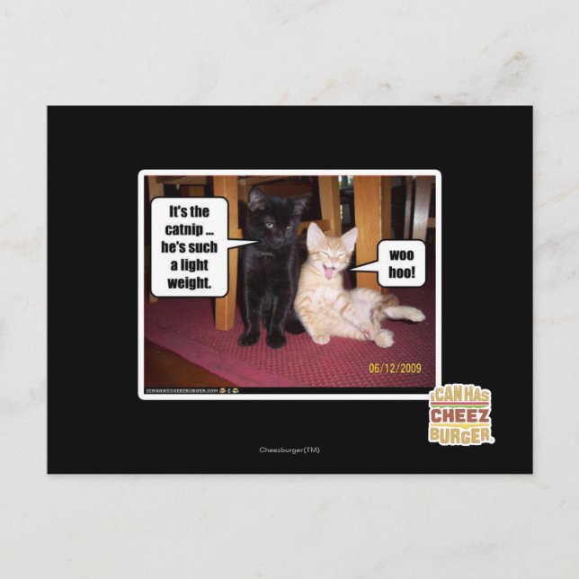 Postal Es el catnip (Anverso)