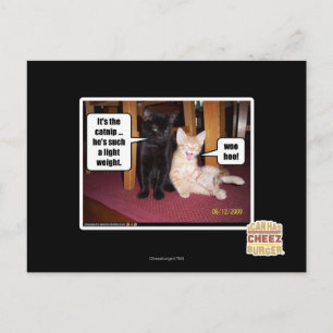 Postal Es el catnip