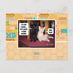 Postal Es el catnip