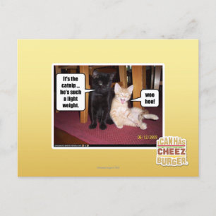 Postal Es el catnip