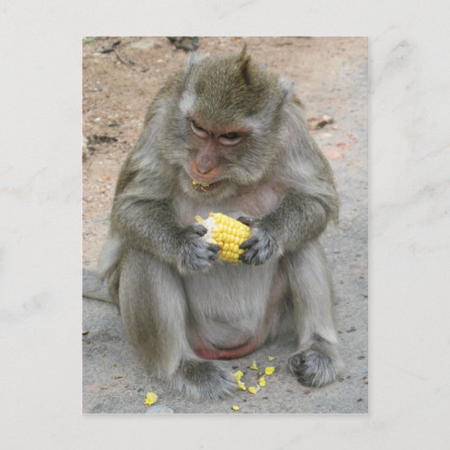 Postal ¡Es mío! ... Mono Macaque tailandés salvaje (Anverso)