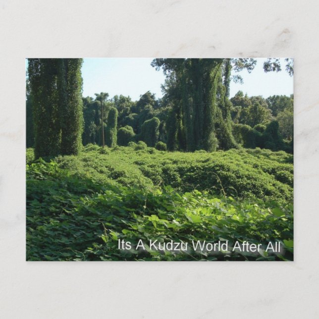Postal Es Un Mundo Kudzu Después De Todo (Anverso)