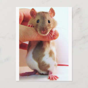 Postal Es un poco diferente Abajo bajo Rattie