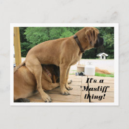 Postal ¡Es una cosa de "Mastiff"! perros ingleses tontos