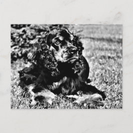 Postal Esbozo blanco y negro de un español Cocker