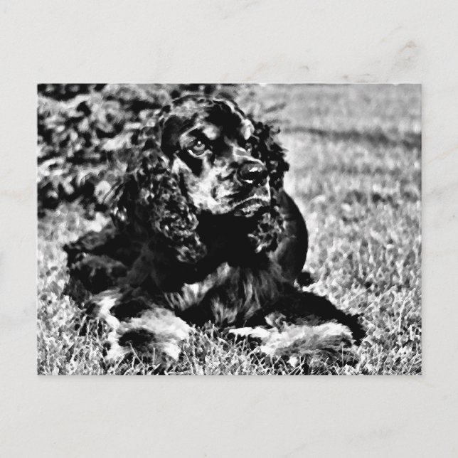 Postal Esbozo blanco y negro de un español Cocker (Anverso)