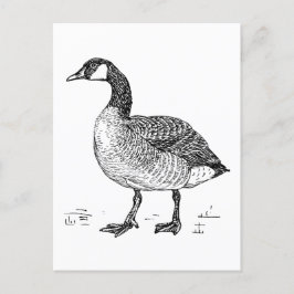Postal Esbozo canadiense de Bella Artes de oca, dibujo de