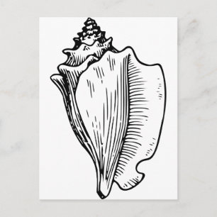 Postal Esbozo Conch Shell