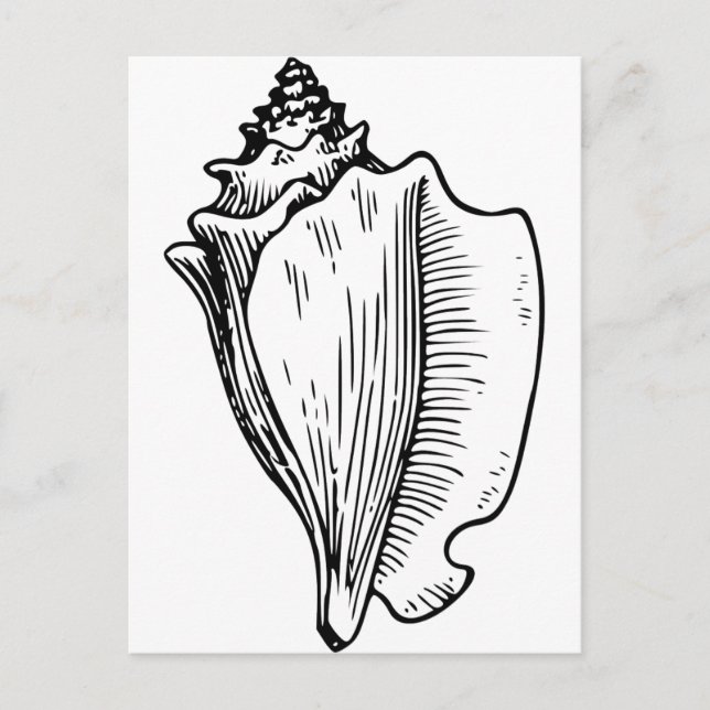 Postal Esbozo Conch Shell (Anverso)