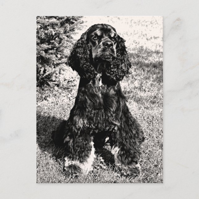 Postal Esbozo de Cocker Spaniel (Anverso)